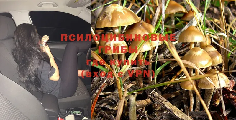 как найти закладки  Балаково  Галлюциногенные грибы Psilocybine cubensis 